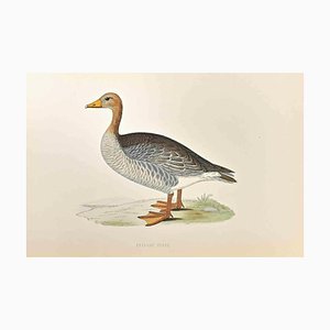 Alexander Francis Lydon, Grey-Lag Goose, Woodcut Print, 1870-ZCI-1405713