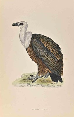 Alexander Francis Lydon, Griffon Vulture, Woodcut Print, 1870-ZCI-1405710