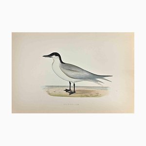 Alexander Francis Lydon, Gull-Billed Tern, Woodcut Print, 1870-ZCI-1759018