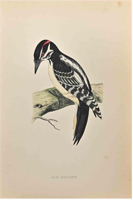 Alexander Francis Lydon, Hairy Woodpecker, Woodcut Print, 1870-ZCI-1759100