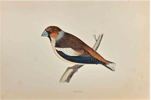 Alexander Francis Lydon, Hawfinch, Woodcut Print, 1870-ZCI-1758946