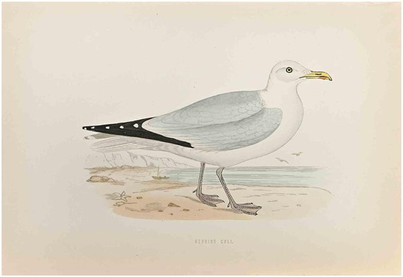 Alexander Francis Lydon, Herring Gull, Woodcut Print, 1870-ZCI-1759122