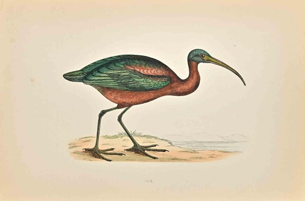 Alexander Francis Lydon, Ibis, Woodcut Print, 1870-ZCI-1759013