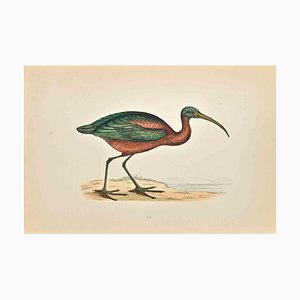 Alexander Francis Lydon, Ibis, Woodcut Print, 1870-ZCI-1759013