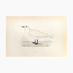 Alexander Francis Lydon, Ivory Gull, Woodcut Print, 1870-ZCI-1759121