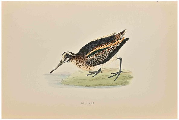 Alexander Francis Lydon, Jack Snipe, Woodcut Print, 1870-ZCI-1759064