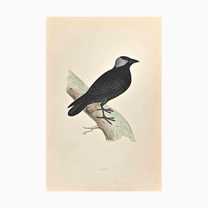 Alexander Francis Lydon, Jackdaw, Woodcut Print, 1870-ZCI-1759062