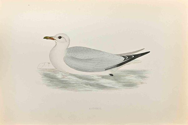 Alexander Francis Lydon, Kittiwake, Woodcut Print, 1870-ZCI-1403532