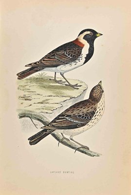 Alexander Francis Lydon, Lapland Bunting, Woodcut Print, 1870-ZCI-1404996