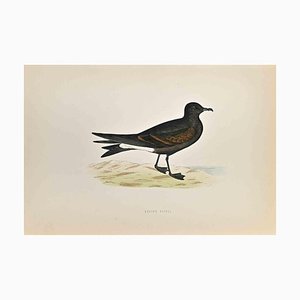 Alexander Francis Lydon, Leach's Petrel, Woodcut Print, 1870-ZCI-1759115