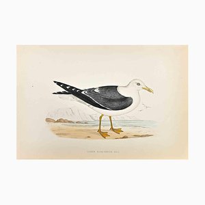 Alexander Francis Lydon, Lesser Black-Backed Gull, Woodcut Print, 1870-ZCI-1759134