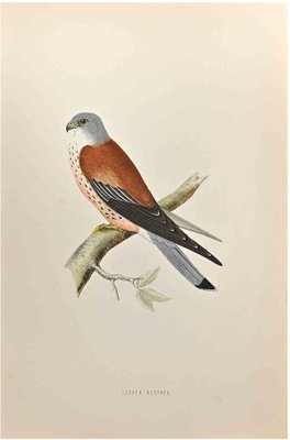 Alexander Francis Lydon, Lesser Kestrel, Woodcut Print, 1870-ZCI-1759026