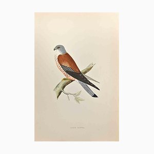 Alexander Francis Lydon, Lesser Kestrel, Woodcut Print, 1870-ZCI-1759026