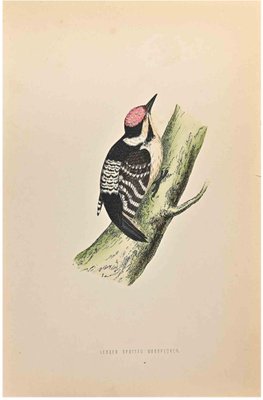 Alexander Francis Lydon, Lesser Spotted Woodpecker, Woodcut Print, 1870-ZCI-1760382