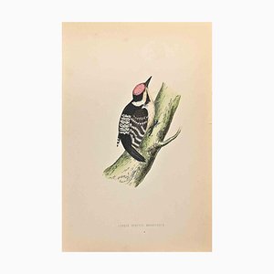 Alexander Francis Lydon, Lesser Spotted Woodpecker, Woodcut Print, 1870-ZCI-1760382