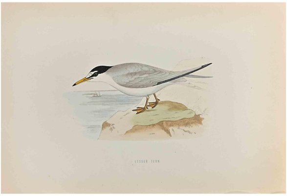 Alexander Francis Lydon, Lesser Tern, Woodcut Print, 1870-ZCI-1759171