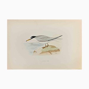 Alexander Francis Lydon, Lesser Tern, Woodcut Print, 1870-ZCI-1759171