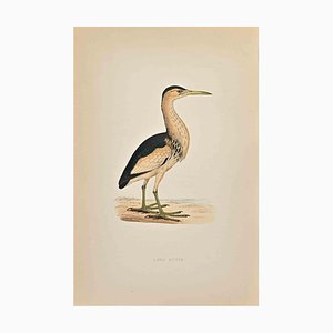 Alexander Francis Lydon, Little Bittern, Woodcut Print, 1870-ZCI-1758951