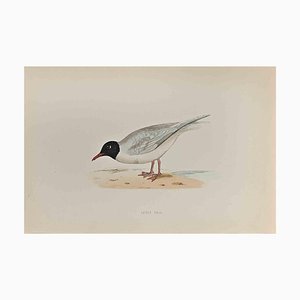 Alexander Francis Lydon, Little Gull, Woodcut Print, 1870-ZCI-1759169