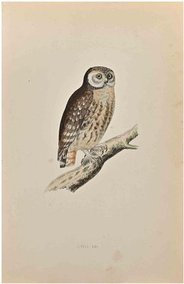 Alexander Francis Lydon, Little Owl, Woodcut Print, 1870-ZCI-1759058