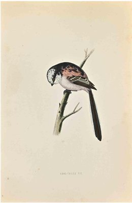 Alexander Francis Lydon, Long-Tailed Tit, Woodcut Print, 1870-ZCI-1759005