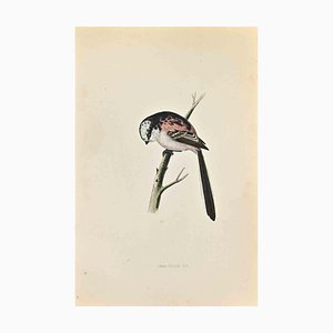 Alexander Francis Lydon, Long-Tailed Tit, Woodcut Print, 1870-ZCI-1759005