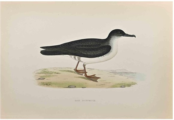 Alexander Francis Lydon, Manx Shearwater, Woodcut Print, 1870-ZCI-1759098