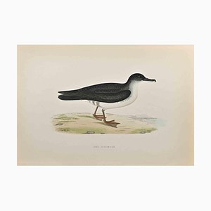 Alexander Francis Lydon, Manx Shearwater, Woodcut Print, 1870-ZCI-1759098