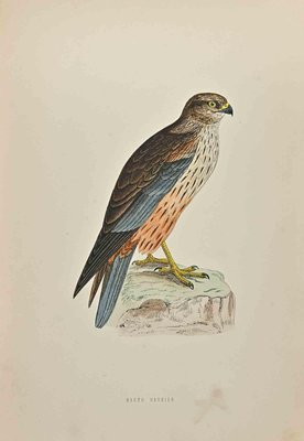 Alexander Francis Lydon, Marsh Harrier, Woodcut Print, 1870-ZCI-1372549