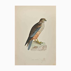 Alexander Francis Lydon, Marsh Harrier, Woodcut Print, 1870-ZCI-1372549