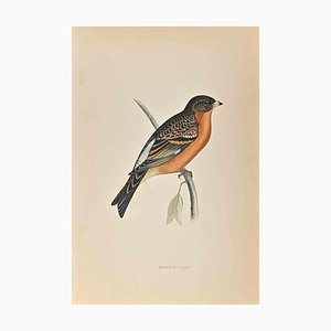 Alexander Francis Lydon, Mountain Finch, Woodcut Print, 1870-ZCI-1758948