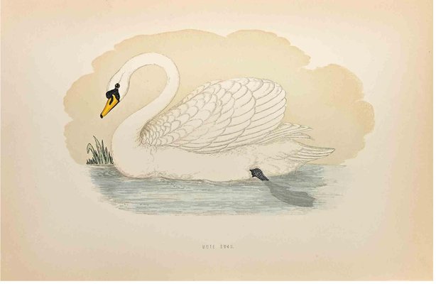 Alexander Francis Lydon, Mute Swan, Woodcut Print, 1870-ZCI-1758933