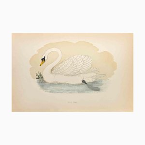 Alexander Francis Lydon, Mute Swan, Woodcut Print, 1870-ZCI-1758933