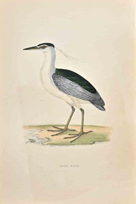 Alexander Francis Lydon, Night Heron, Woodcut Print, 1870-ZCI-1403474