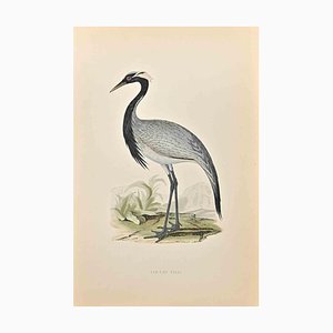 Alexander Francis Lydon, Numidian Crane, Woodcut Print, 1870-ZCI-1403477