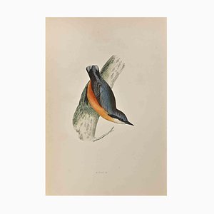 Alexander Francis Lydon, Nuthatch, Woodcut Print, 1870-ZCI-1759089