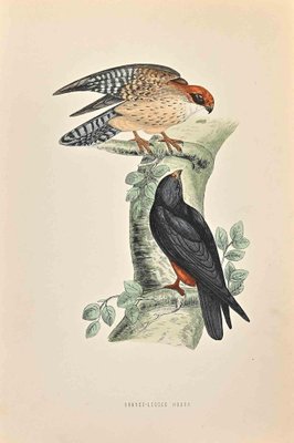 Alexander Francis Lydon, Orange-Legged Hobby, Woodcut Print, 1870-ZCI-1403514