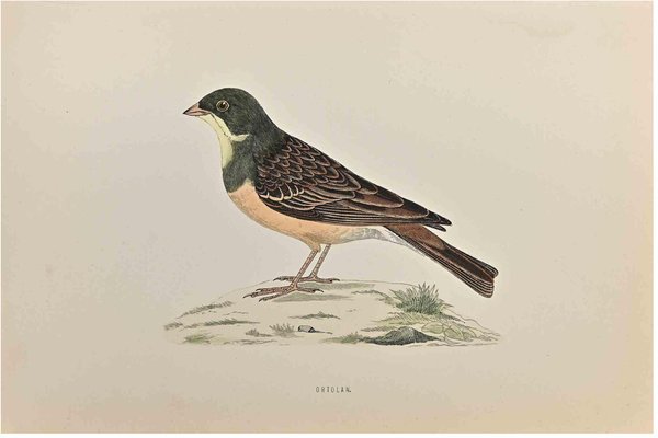 Alexander Francis Lydon, Ortolan, Woodcut Print, 1870-ZCI-1758949