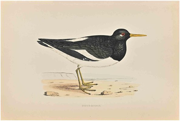 Alexander Francis Lydon, Oyster-Catcher, Woodcut Print, 1870-ZCI-1758990