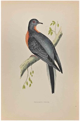 Alexander Francis Lydon, Passenger Pigeon, Woodcut Print, 1870-ZCI-1759055