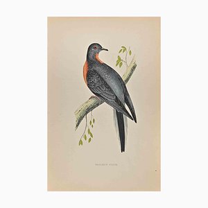 Alexander Francis Lydon, Passenger Pigeon, Woodcut Print, 1870-ZCI-1759055