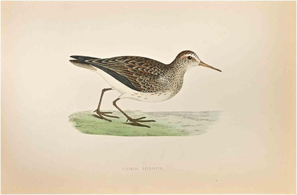 Alexander Francis Lydon, Pectoral Sandpiper, Woodcut Print, 1870-ZCI-1758978