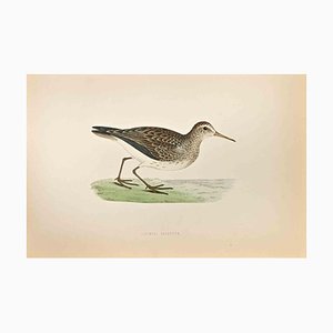 Alexander Francis Lydon, Pectoral Sandpiper, Woodcut Print, 1870-ZCI-1758978