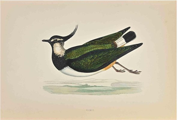 Alexander Francis Lydon, Peewit, Woodcut Print, 1870-ZCI-1758952