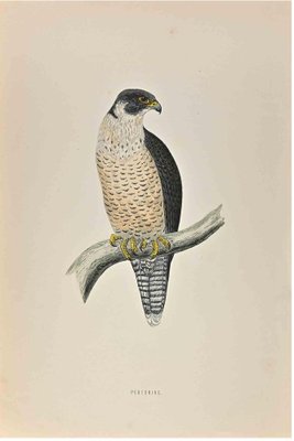 Alexander Francis Lydon, Peregrine, Woodcut Print, 1870-ZCI-1758937