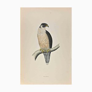 Alexander Francis Lydon, Peregrine, Woodcut Print, 1870-ZCI-1758937