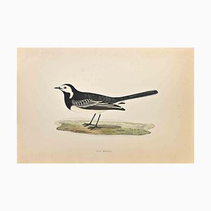 Alexander Francis Lydon, Pied Wagtail, Woodcut Print, 1870-ZCI-1759032