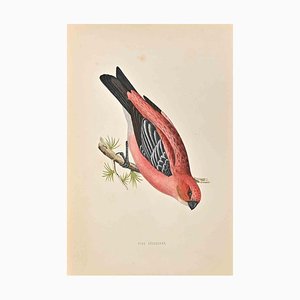 Alexander Francis Lydon, Pine Grossbeak, Woodcut Print, 1870-ZCI-1759090