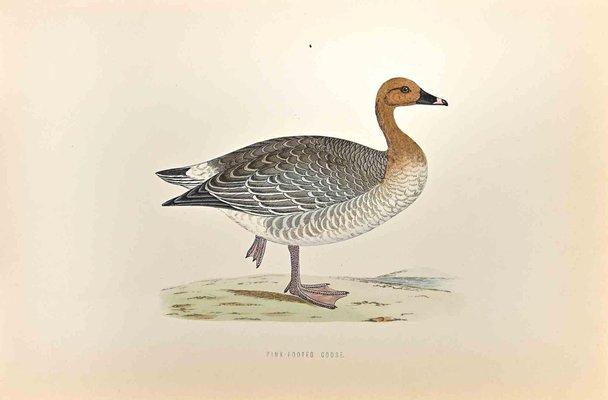 Alexander Francis Lydon, Pink-Footed Goose, Woodcut Print, 1870-ZCI-1403515