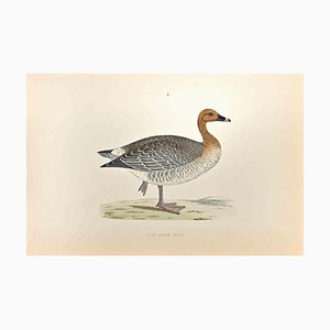 Alexander Francis Lydon, Pink-Footed Goose, Woodcut Print, 1870-ZCI-1403515